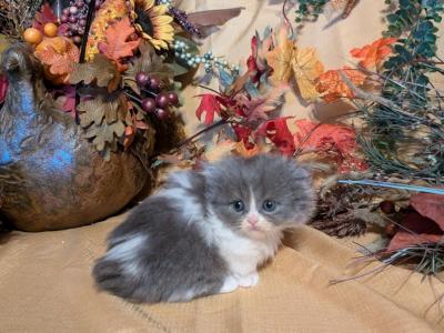 Hooties Litter - Munchkin - Gallery Photo #1