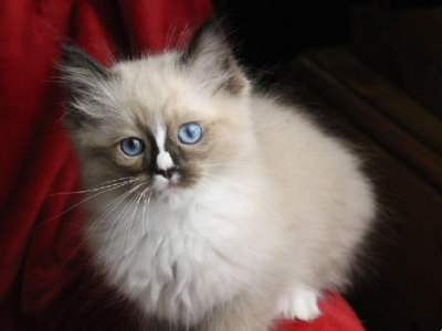 Smudge And Mugsy - Ragdoll - Gallery Photo #1