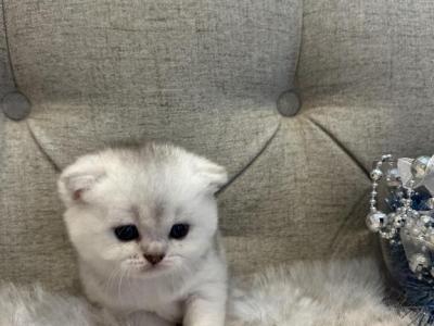 Snowflake - Scottish Fold - Gallery Photo #1