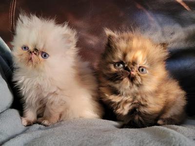 CFA Persian Kittens - Persian - Gallery Photo #1