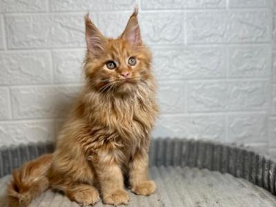 Perseus - Maine Coon - Gallery Photo #1