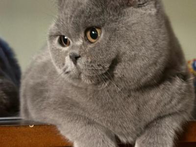 British Shorthair Female - British Shorthair - Gallery Photo #1