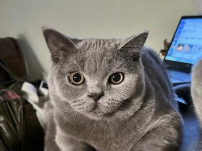 British Shorthair Blue Female - British Shorthair - Gallery Photo #1