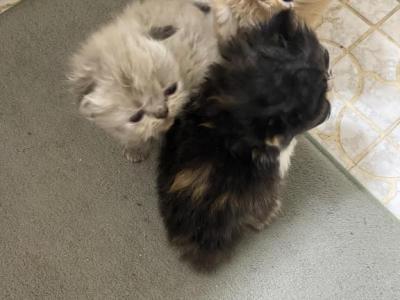 CFA Registered Persian Kittens - Persian - Gallery Photo #1