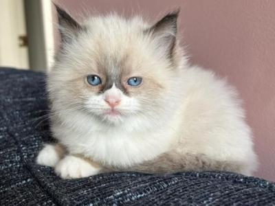 Lily - Ragdoll - Gallery Photo #1