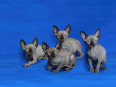 3 Females 1 Male - Sphynx - Gallery Photo #1