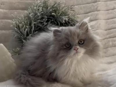 Indigo The Lilac And White Male - Persian - Gallery Photo #1