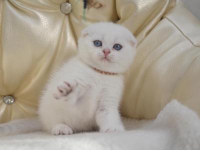 Blue Point Hanna - Scottish Fold - Gallery Photo #1