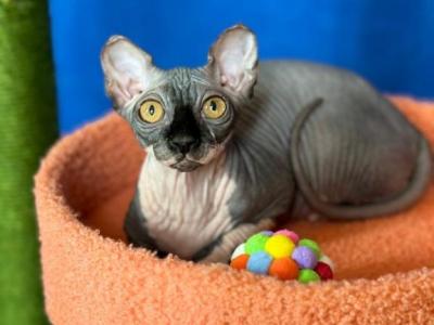 Iris - Sphynx - Gallery Photo #1