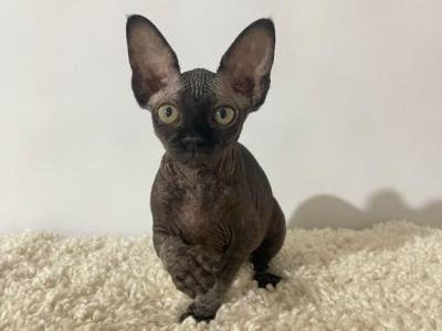 Stella - Sphynx - Gallery Photo #1