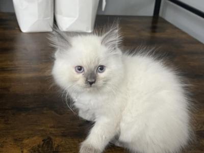 Lizzy Ragdoll - Ragdoll - Gallery Photo #1