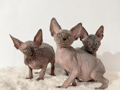 Grey Litter - Sphynx - Gallery Photo #1