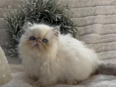 Brutus The Chocolate Point - Persian - Gallery Photo #1