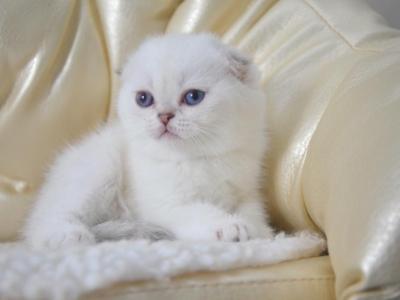 Blue Point Helen - Scottish Fold - Gallery Photo #1