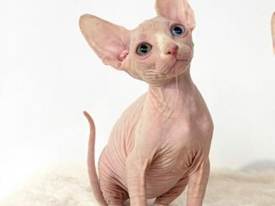 Diamond Odd Eye - Sphynx - Gallery Photo #1