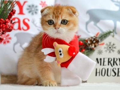 PANCAKE - Scottish Fold - Gallery Photo #1