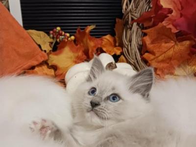 Ragdoll Babies - Ragdoll - Gallery Photo #1