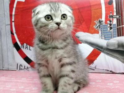 Reserved TIGER - Scottish Fold - Gallery Photo #1