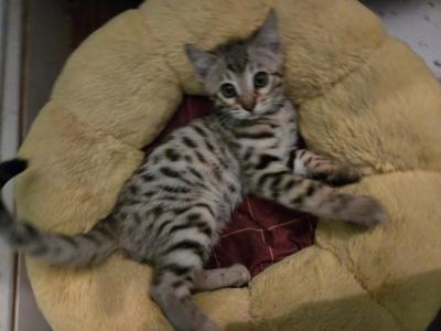 Halloween Bengal Kittens - Bengal - Gallery Photo #1