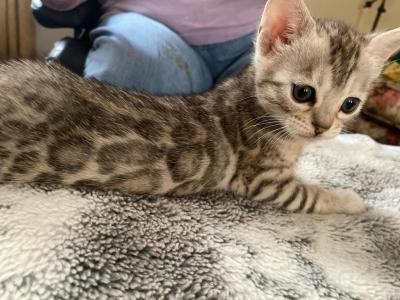 Princess's Litter - Bengal - Gallery Photo #1