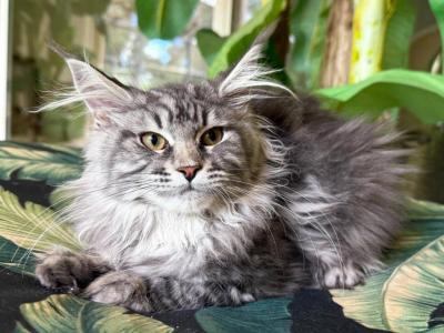 Maine Coon Silver  Female - Maine Coon - Gallery Photo #1