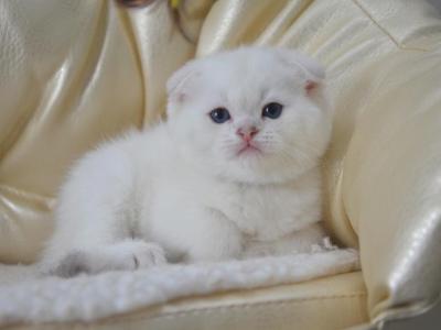 Blue Point Harry - Scottish Fold - Gallery Photo #1