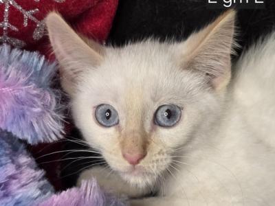 Flame Point Balinese Siamese - Siamese - Gallery Photo #1