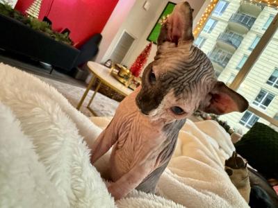 BiColor Female Purebred Sphynx Kitten - Sphynx - Gallery Photo #1