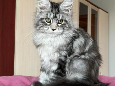 Gretta - Maine Coon - Gallery Photo #1