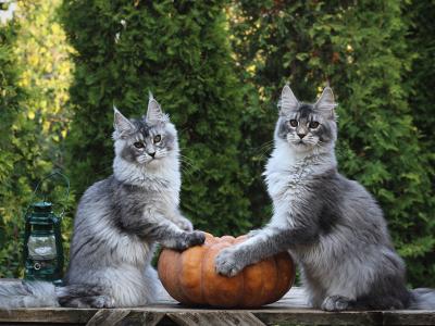 Emma & Eva - Maine Coon - Gallery Photo #1