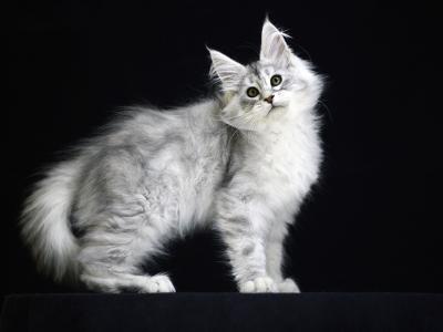 Litter I - Maine Coon - Gallery Photo #1