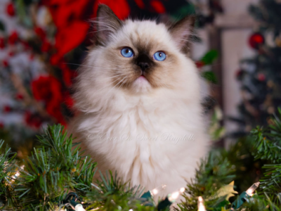 Ever So Sweet - Ragdoll - Gallery Photo #1