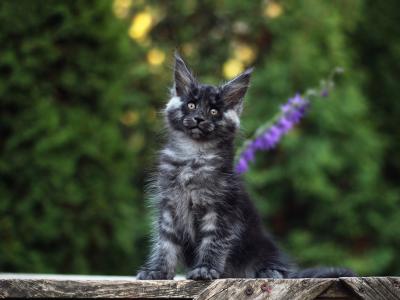 Litter H - Maine Coon - Gallery Photo #1