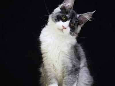 Genry - Maine Coon - Gallery Photo #1