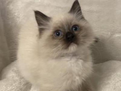 Seal Mitted Ragdoll Male - Ragdoll - Gallery Photo #1