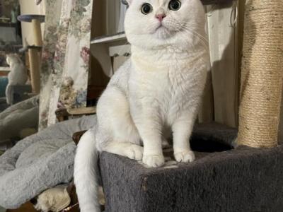 Sila - British Shorthair - Gallery Photo #1