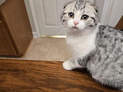 Pinkie And Sugar Mama - Scottish Fold - Gallery Photo #1