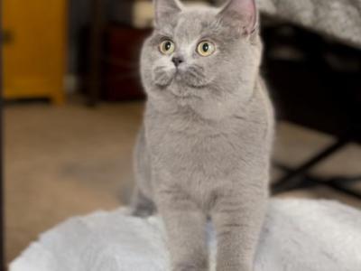 Bluebell - British Shorthair - Gallery Photo #1