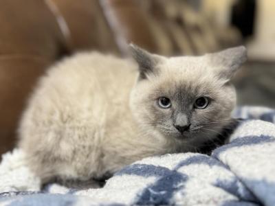 Kipper Blue Point Male - Ragdoll - Gallery Photo #1