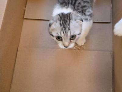 Stormy And Patches - Scottish Fold - Gallery Photo #1