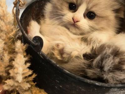 Purrtrisha's Litter - Ragdoll - Gallery Photo #1