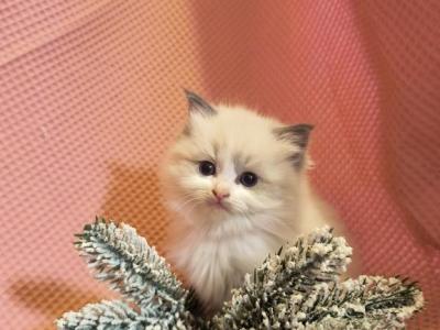 Penny - Ragdoll - Gallery Photo #1