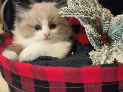 Jeffrey - Ragdoll - Gallery Photo #1