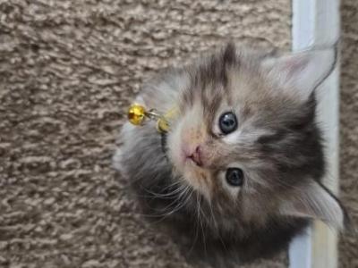 1 Female Maine Coon Kitten - Maine Coon - Gallery Photo #1