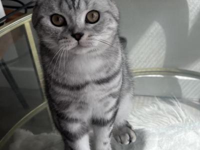 Ivan - Scottish Fold - Gallery Photo #1