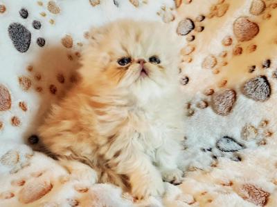 Amazing Quality CFA Cream Male - Persian - Gallery Photo #1