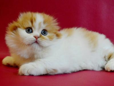 Patty Scottish - Scottish Fold - Gallery Photo #1