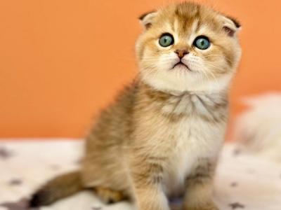 Voxlie Scottish - Scottish Fold - Gallery Photo #1