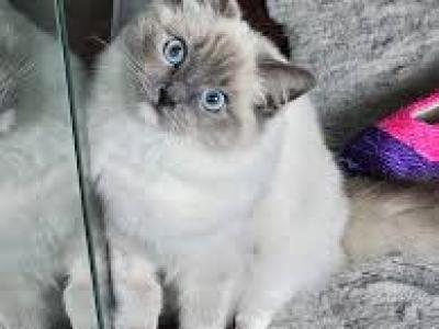 Gracie - Ragdoll - Gallery Photo #1