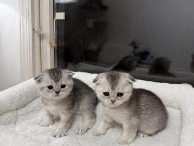 Scottish Fold - Scottish Fold - Gallery Photo #1